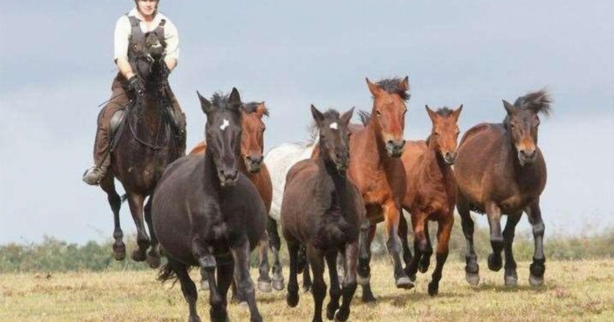 Highly contagious virus not seen in the UK for decades kills 35 ponies in the New Forest