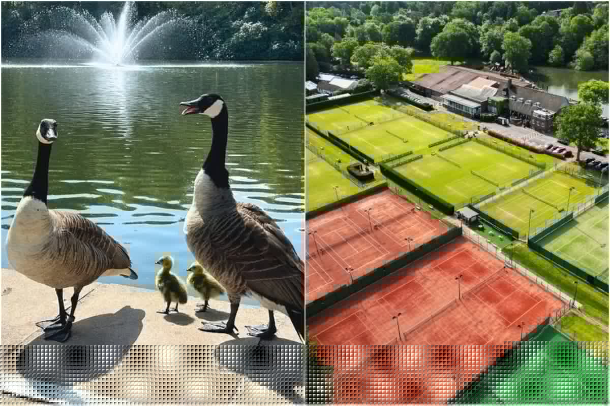Murder most fowl? Outcry after exclusive Surrey tennis club 'secretly' shoots geese making mess on courts