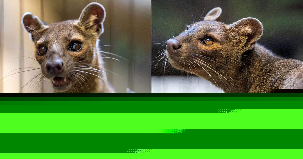 Racine Zoo welcomes Fosa sisters; made trip from Central Florida Zoo
