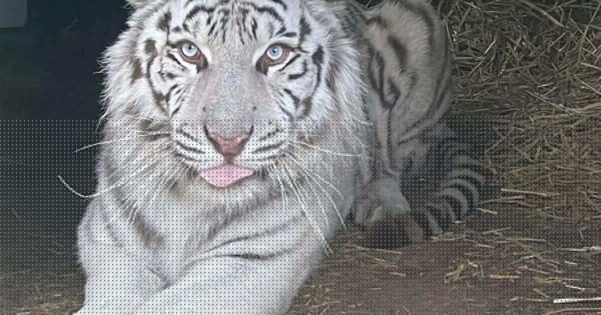 Tiger on brink of death takes first steps on grass after being rescued from war zone