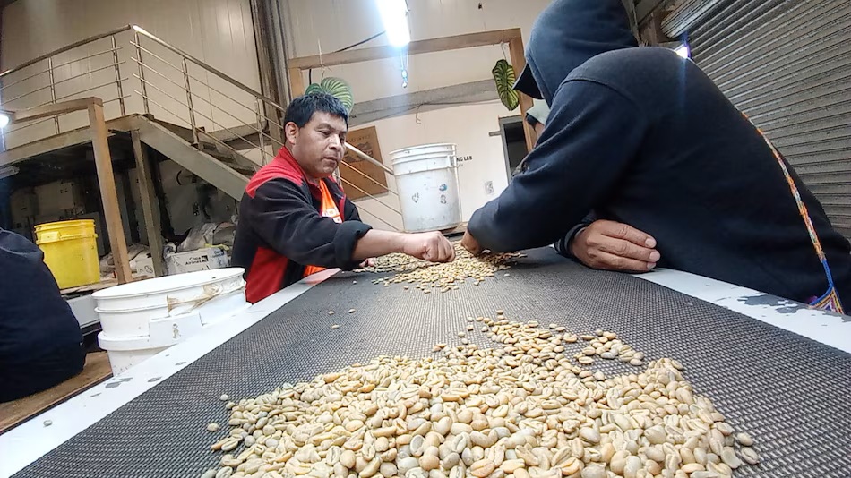 Panama Coffee Beans Under Custody: 40 Lots of Boquete’s Best, Await International Auction