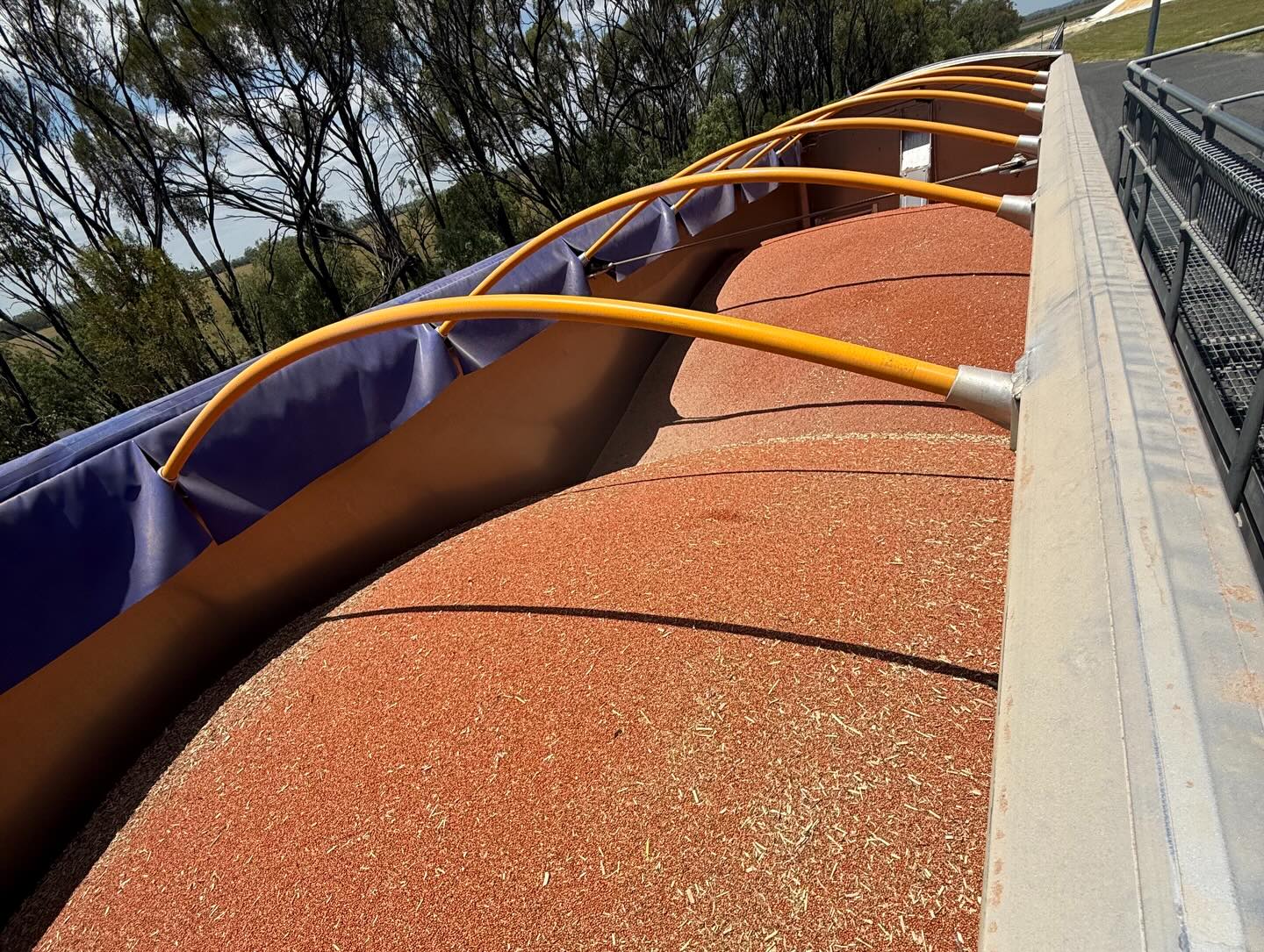 Feedgrain Focus: Strong AUD, dry conditions stymie sales