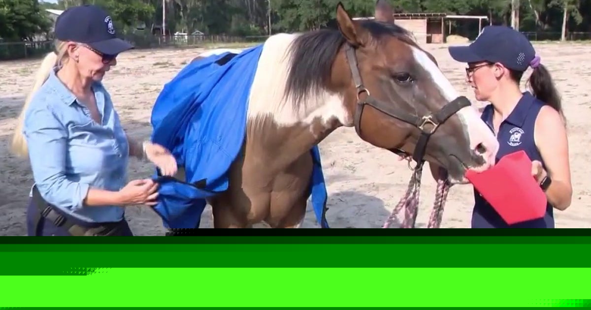Ocala horse owners take extra precautions during extreme heat