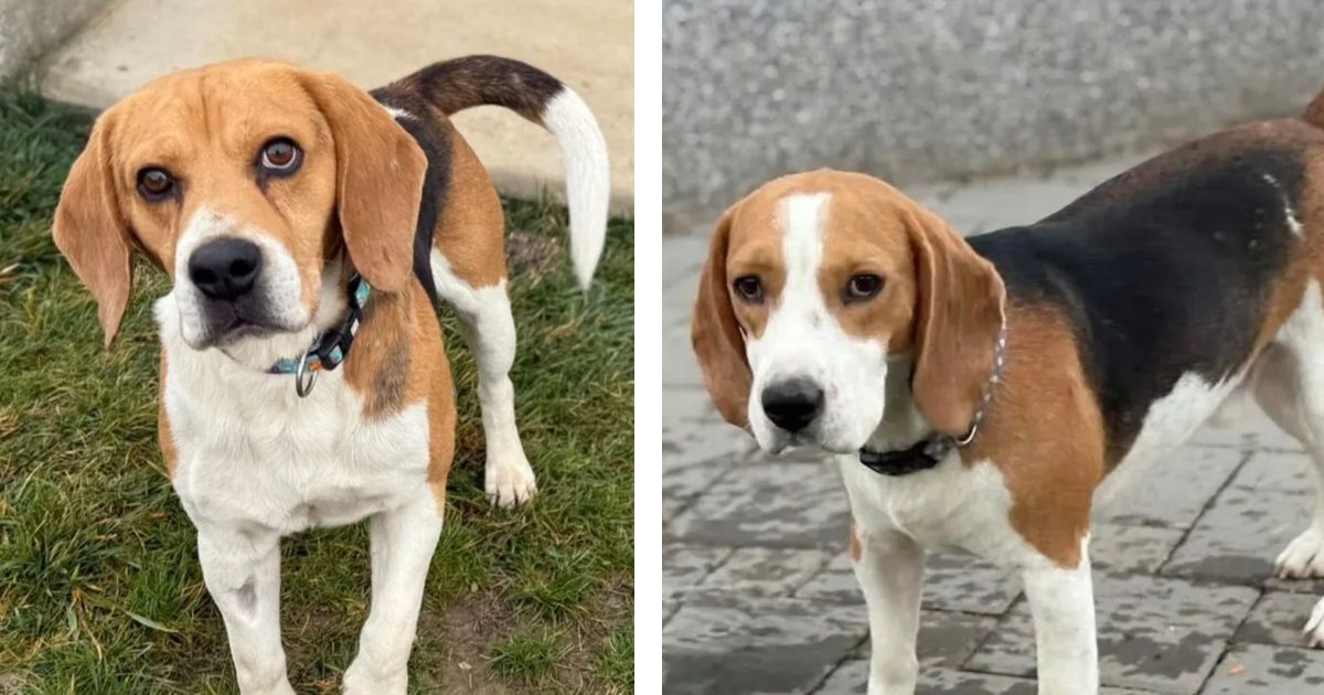 Udomljavaju se dva bigla, jedan iz Novog Sada, drugi iz Beograda: Požurite, Aron i Snupi nestrpljivo čekaju