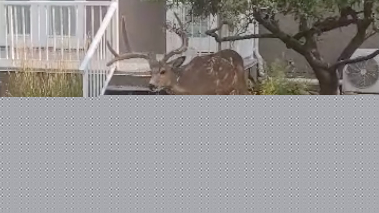 Six-point buck a regular visitor near Knox Mountain (Kelowna)