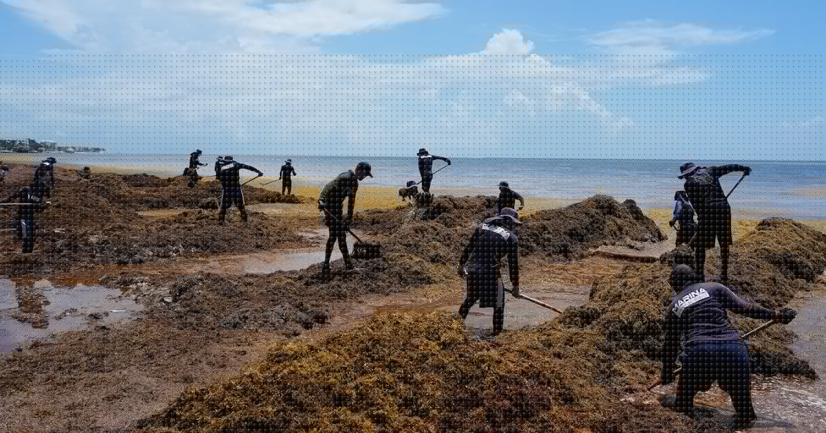 Blanket of seaweed smothers coastlines from the Caribbean to Mexico