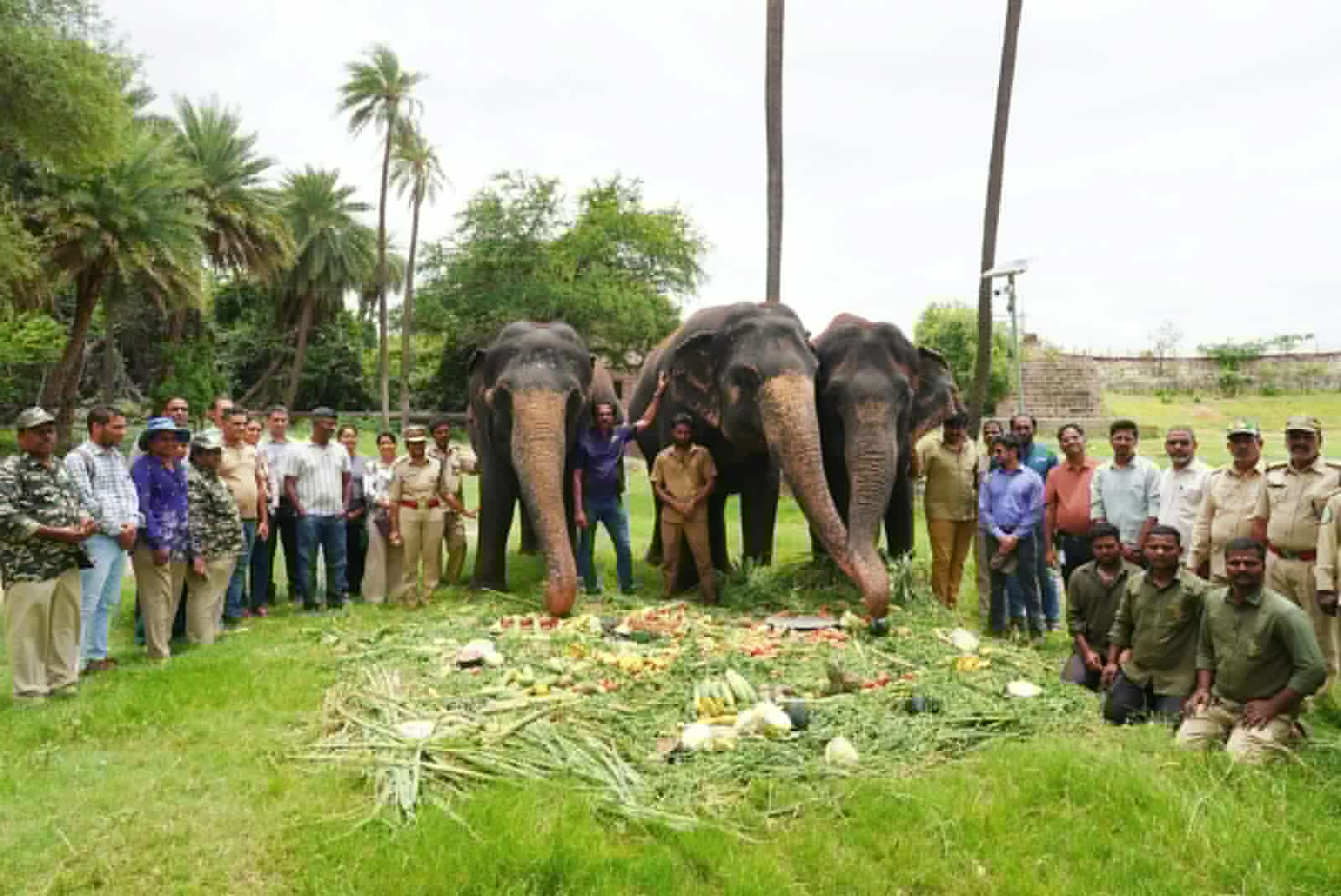Jumbo feast and a 5-km walk: How Hyderabad Zoo elephants celebrated their day