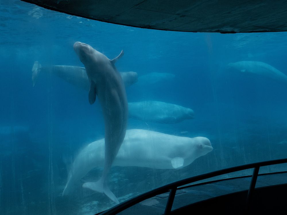 WATCH: Premier Doug Ford on saving the whales in Marineland