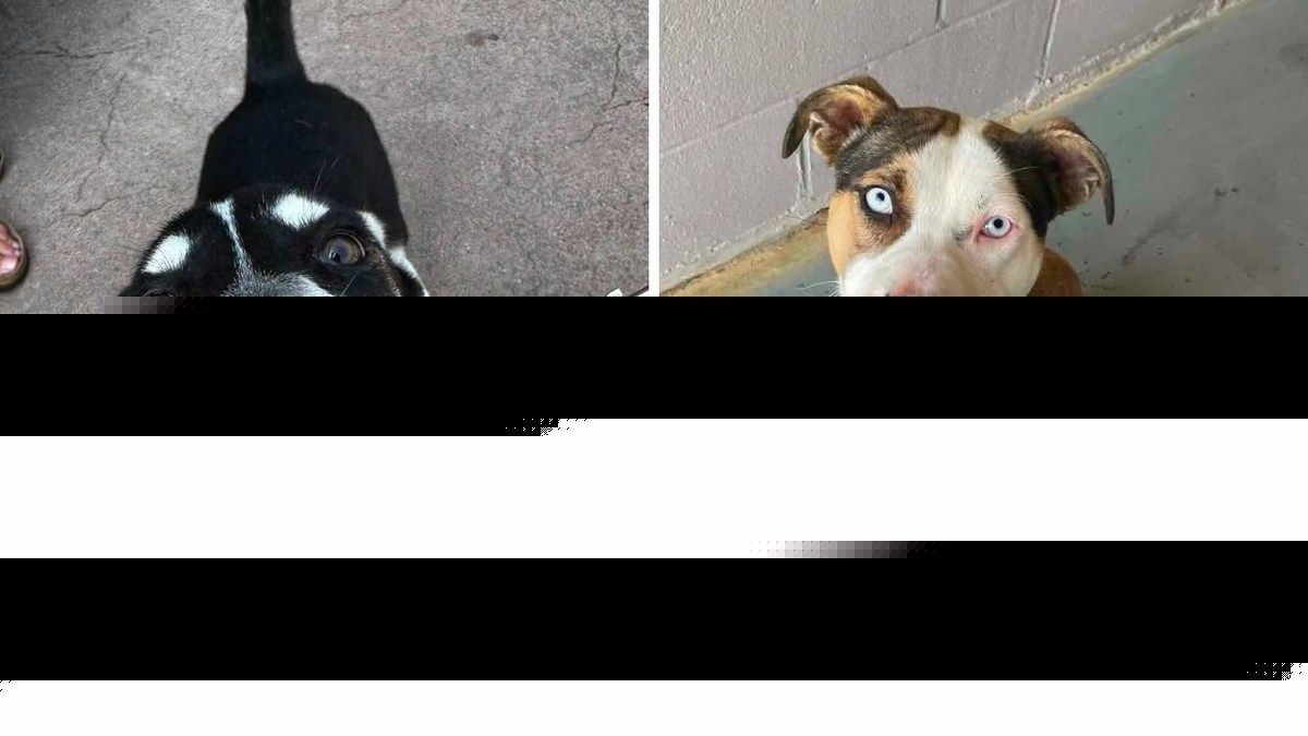 This Milton, NY Animal Rescue Wants Your Old Shoes, Here's Why