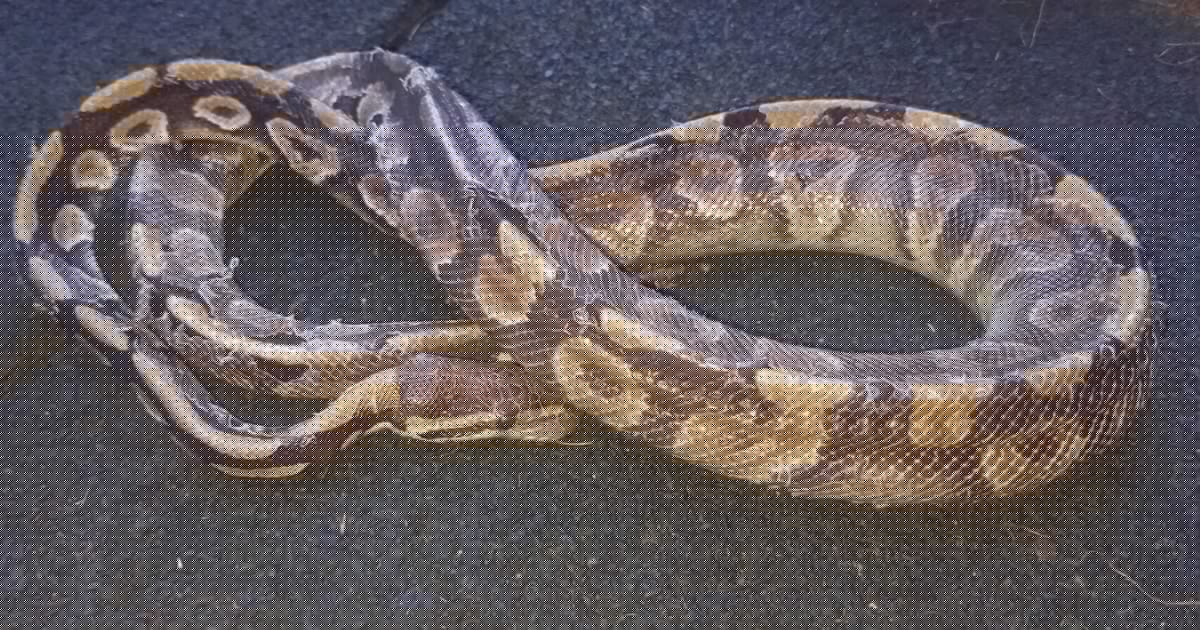Ermittlungen laufen - Steirerin fand halb toten Python beim Grünen See