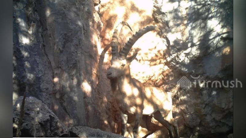 Mountain ibex spotted in Besh-Tash nature park