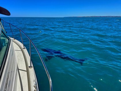 Shark sightings off the Fleurieu Peninsula through late January