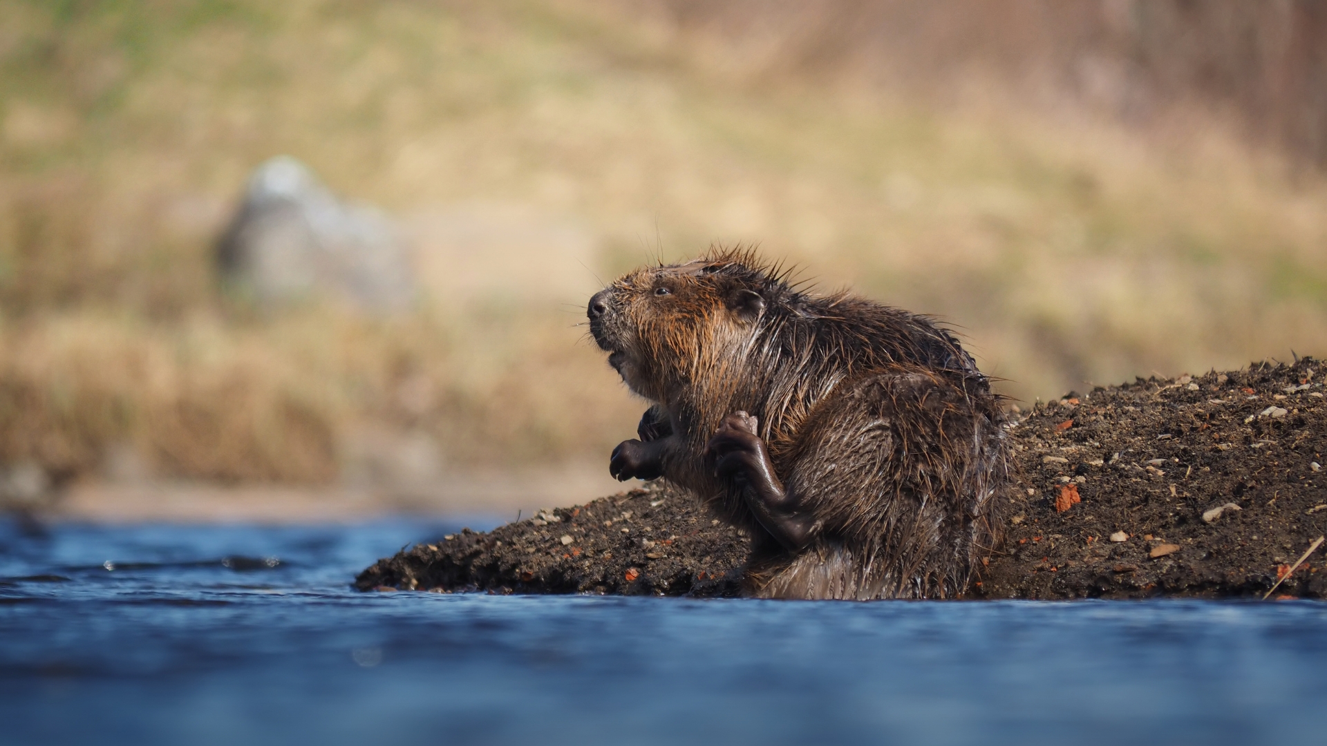 Bats and Their Roles in Insect Management, Pollination Benefit from Beavers’ Ecosystem Work, Study Finds