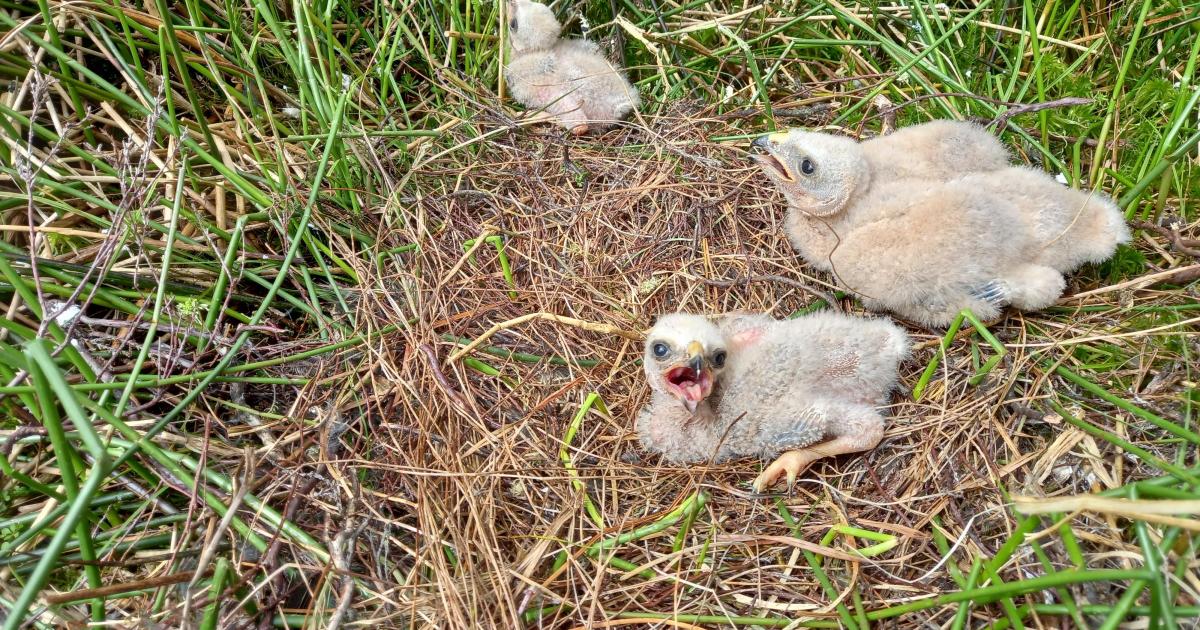Nearly 40 birds of prey poisoned, trapped or shot in Yorkshire Dales since 2015