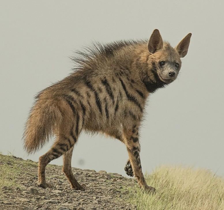 Animals - Striped hyena