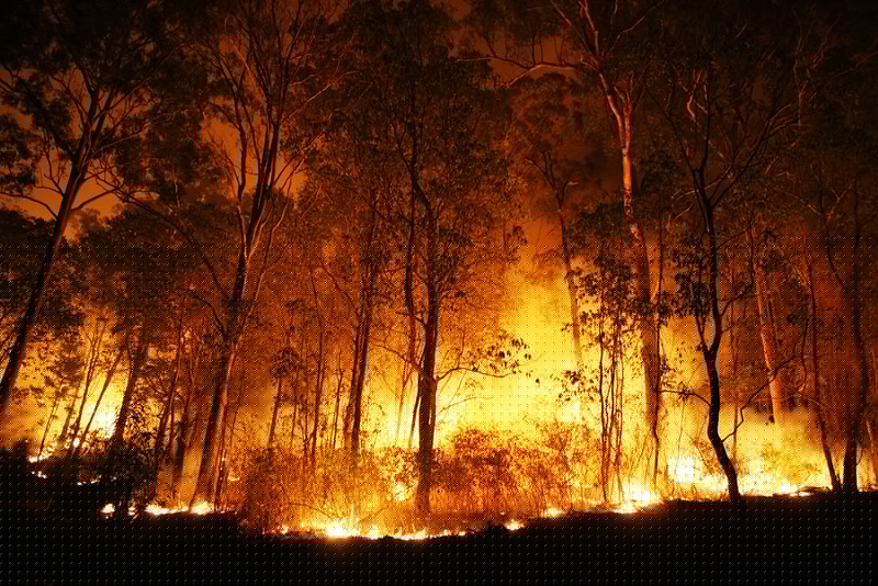 BC wildfires threaten cattle and destroy grape harvest in Okanagan