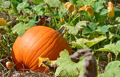 Old Baker Farm kicks off fall pumpkin season Sept. 28 with full slate of family events