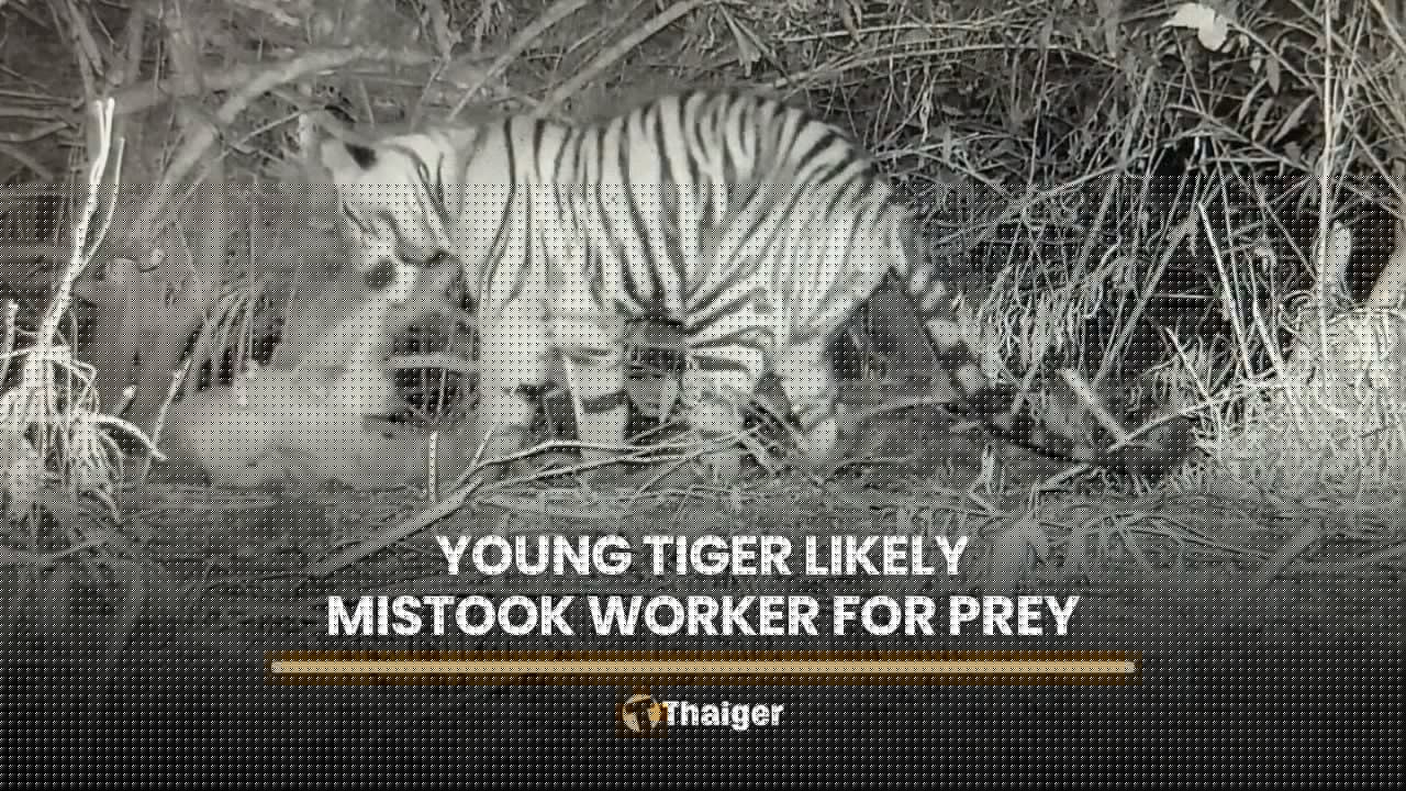 Young tiger likely mistook sleeping worker for prey, DNP says
