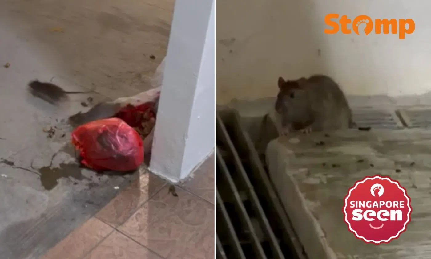 Telok Blangah resident in ‘immense distress’ and ‘must watch every step’ — because of these nuisances