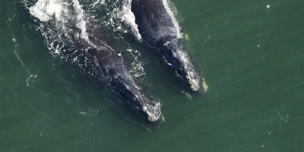 Endangered right whales spotted in one of the East Coast’s busiest shipping corridors