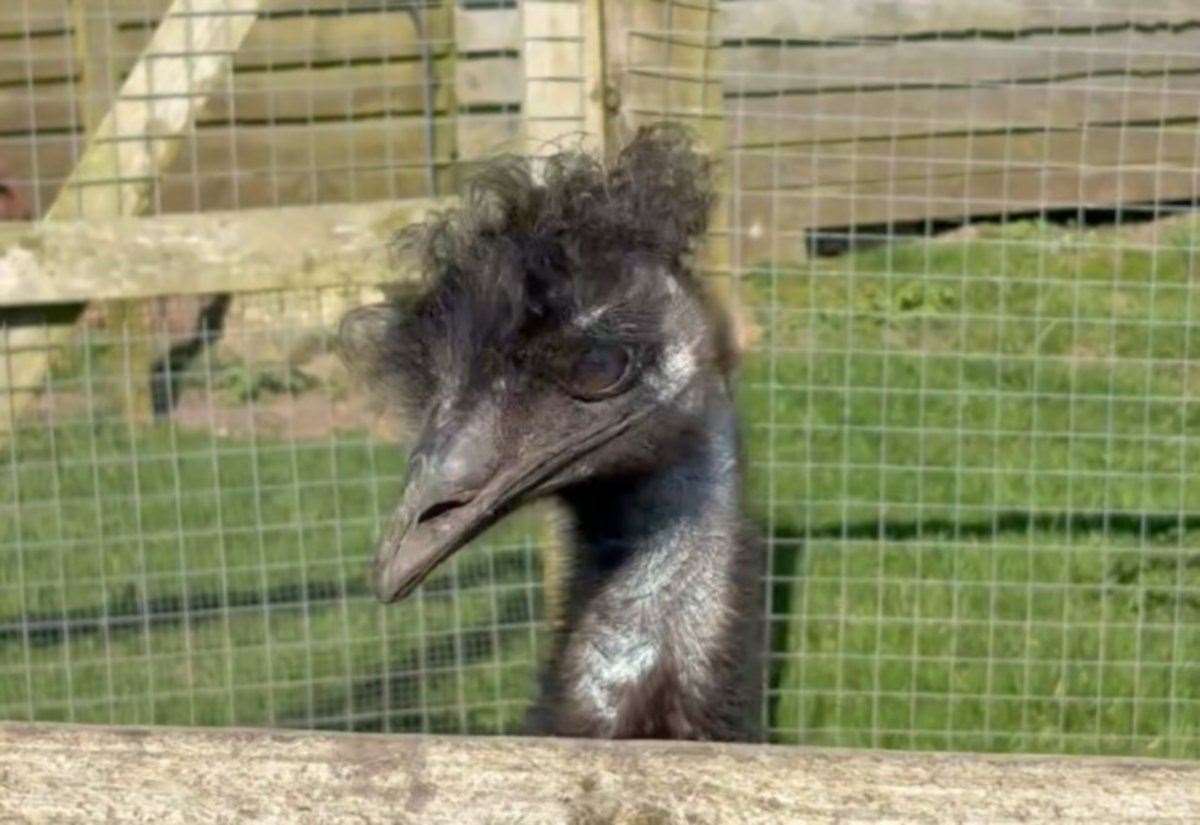 Emus to make their first appearance at Cunningsburgh Show next week