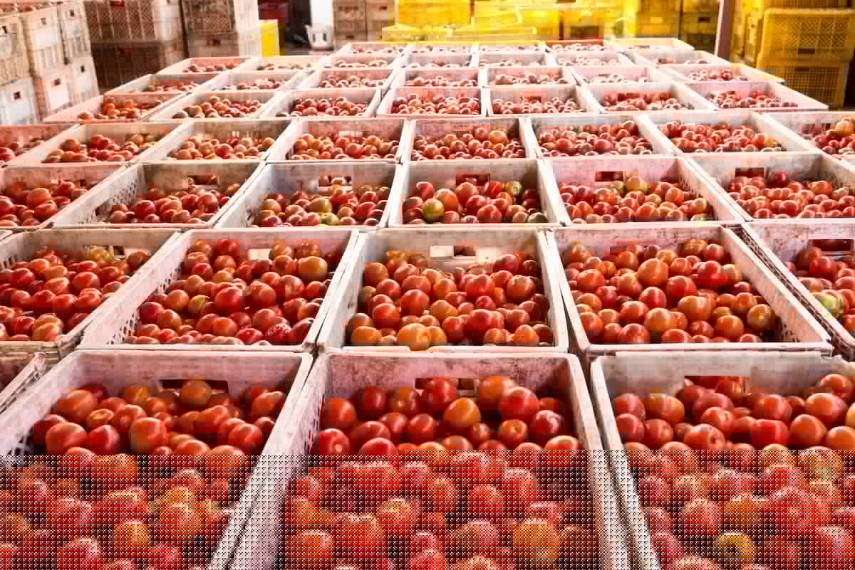 NSW expands export support for agrifood businesses