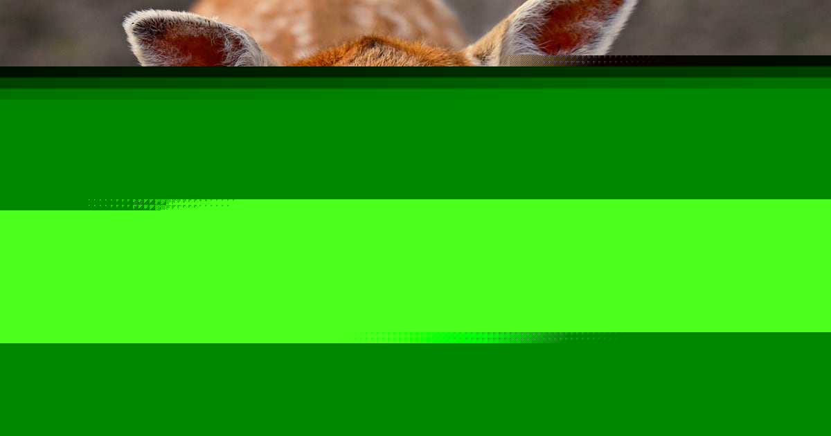 Michigan backyard deer feeding legalized for recreational viewing, preventing starvation