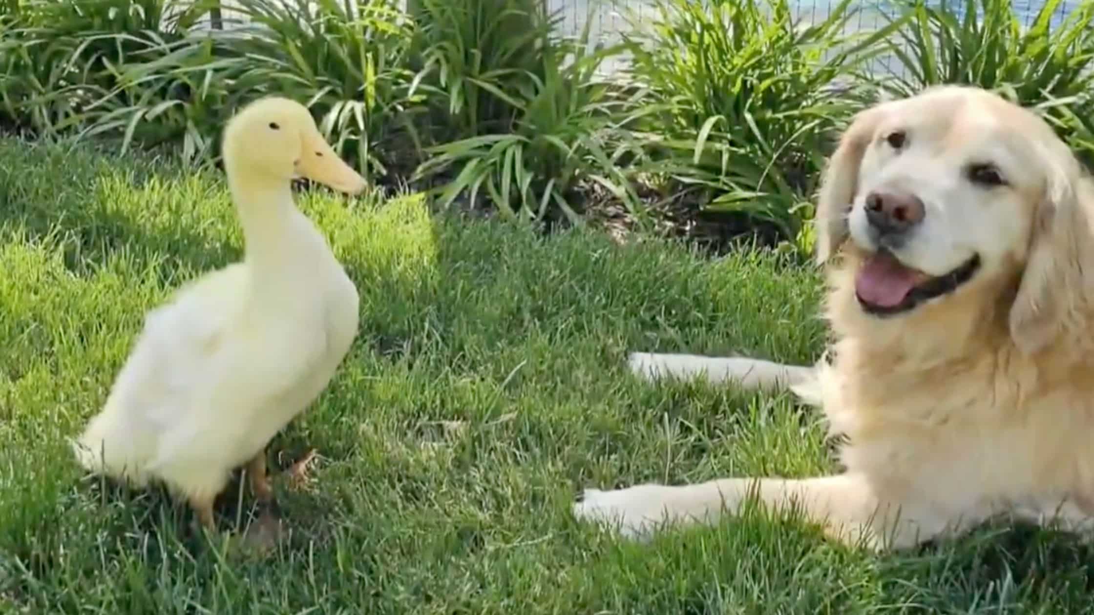 WATCH: Nothing better than this golden retriever and his new friend, a duck named Louie