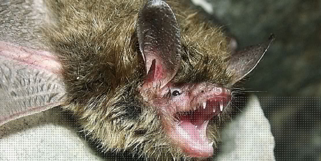 Mammals sleep as little as 2 hours a day and as long as 20 hours a day
