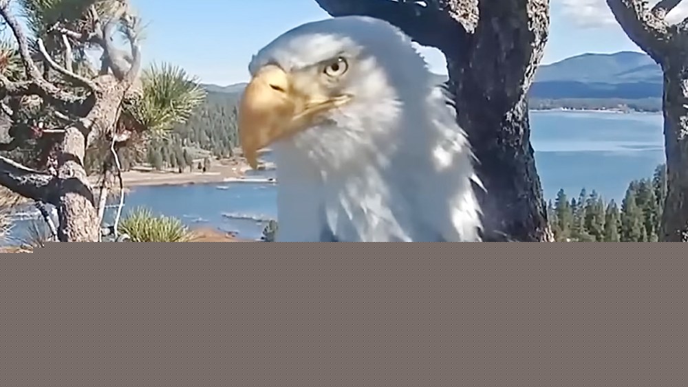 Fans Remember Jackie the Eagle, Who Became a Social Media Star Worldwide: ‘Regal, Fierce, Deeply Devoted’