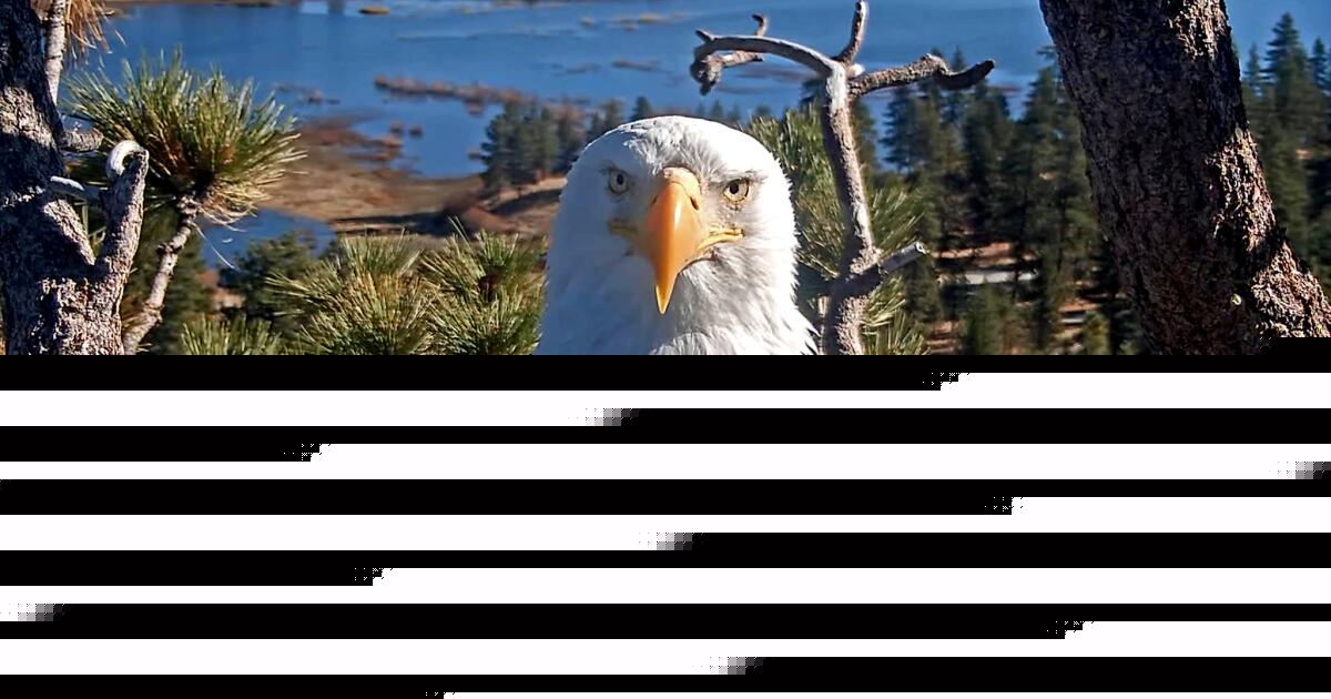 With Big Bear bald eagle Jackie gone, we want to hear what she meant to you