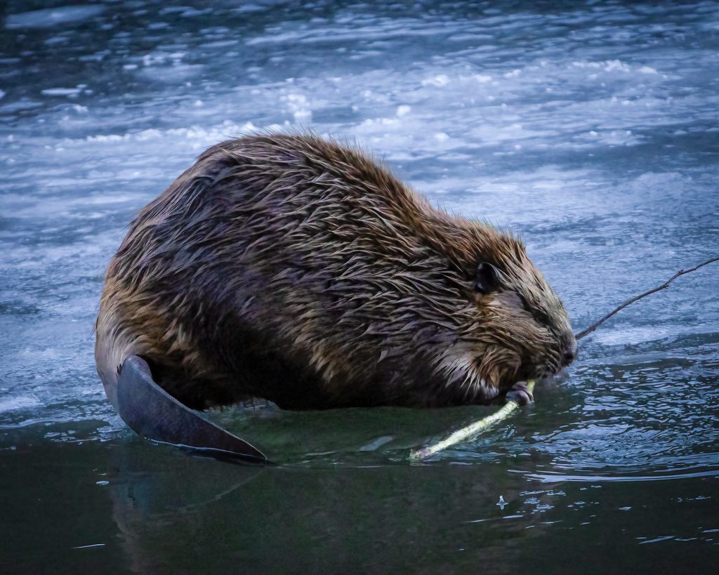 How Colorado is collecting data on wildlife hunted for fur