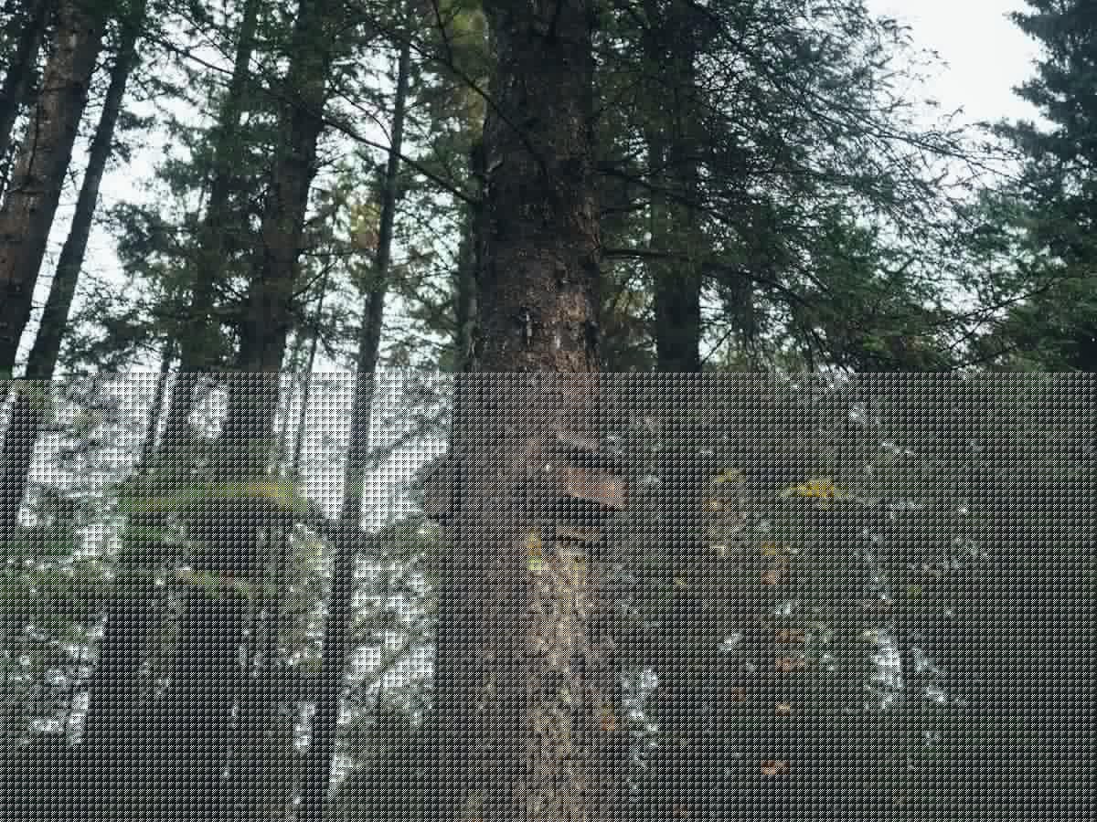 Here's What to Know Before Installing a Bat Box