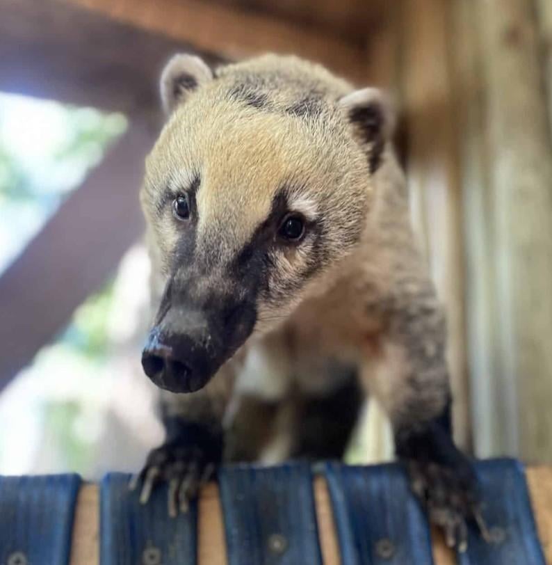 Animals - South American coatimundi