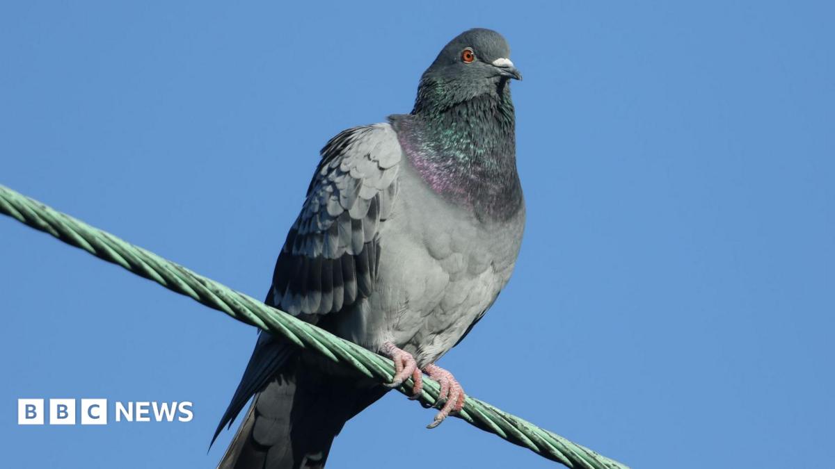 2,000 pigeons shot with rifles at railway stations