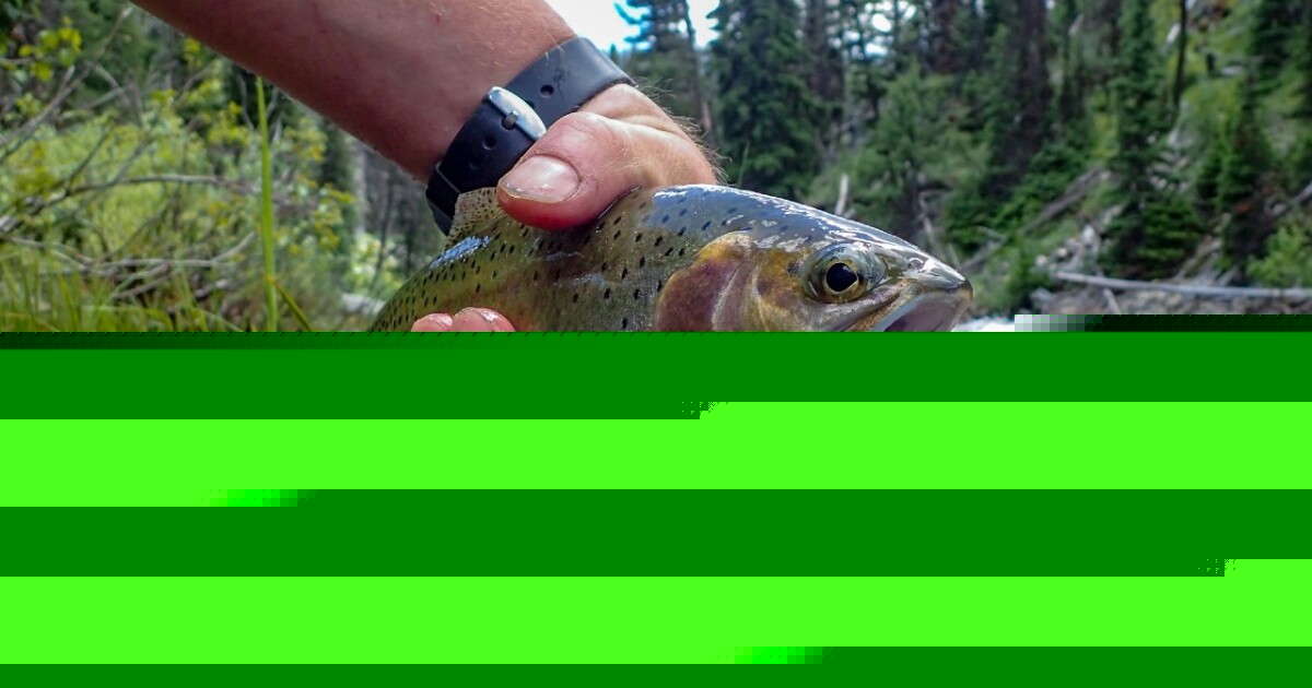 Yellowstone Park closes fishing on waterways during high heat of the day