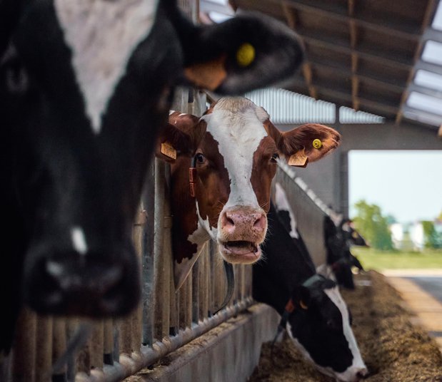 Bursă. DN AGRAR semnează o ofertă angajantă pentru achiziţia integrală a Panorganic Vitavit pentru 750.000 de euro