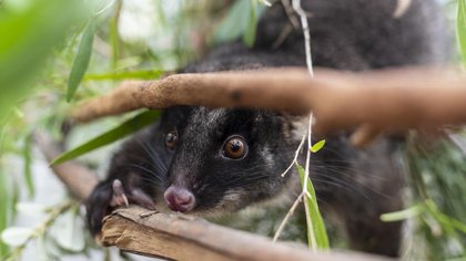 South West’s annual western ringtail possum tally results are in with worrying signs for northern populations