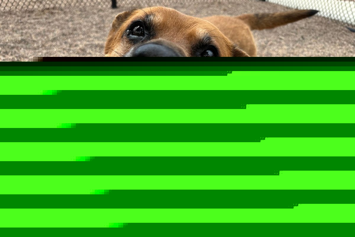 Meet Sarge: NOCO Humane Pet of the Week