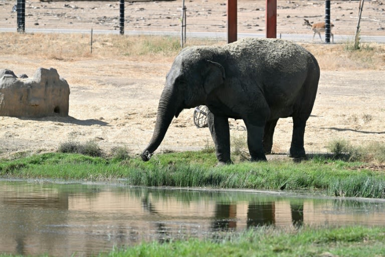 Spain safari park animals grazed calmly amid 'terror' of fire