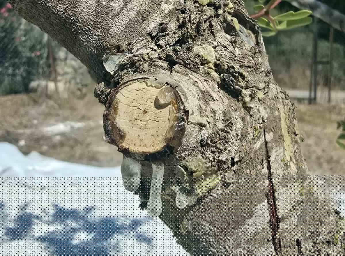 Muğla'da 11 yılın ardından sakız hasadı başladı