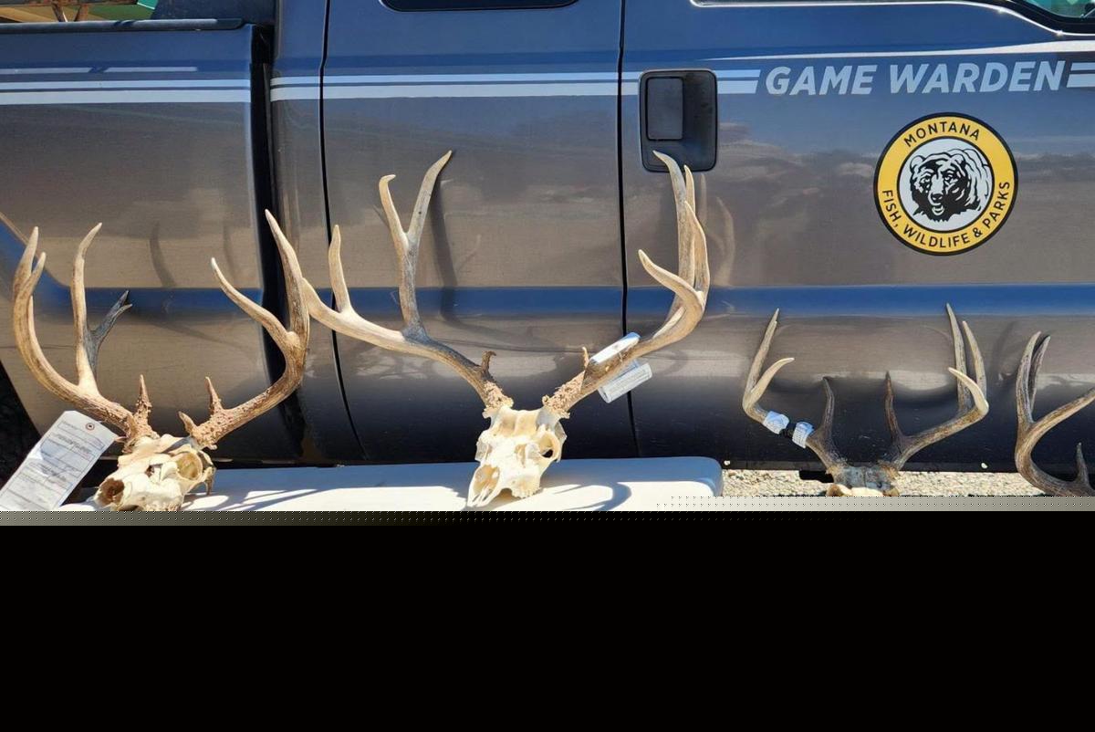 Poaching Gets Montana Men Fines and Loss of Hunting Rights