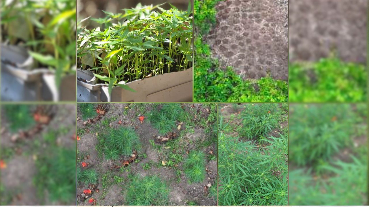 Over 2,000 marijuana plants seized in North