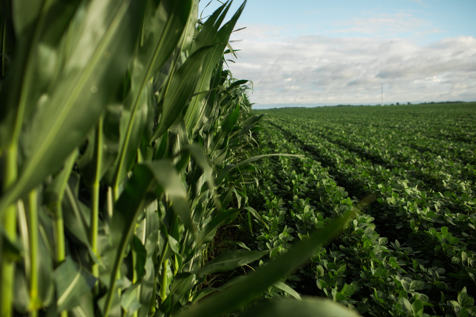 What if Brazil stops growing its acreage?