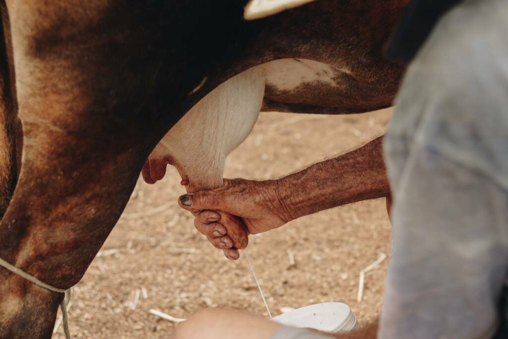 Agricoltura, segnali positivi da export e lattiero-caseario: nel mondo prodotti bergamaschi per 800 milioni in sei mesi