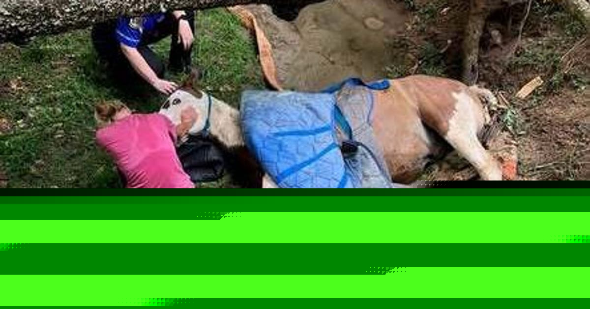 How firefighters lifted a 1,600-pound horse out of a muddy creek bed