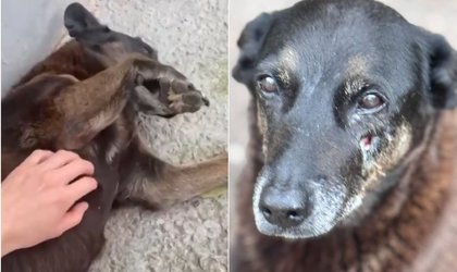 Morte do cão Orelha: adolescentes suspeitos retornam dos EUA e têm celulares e roupas apreendidos no aeroporto
