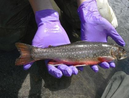 Comment on Mercury Found In Yosemite Fish by chris-henningsen-52
