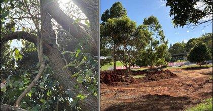 Koala rescue team 'closely monitoring' as preschool construction unfolds