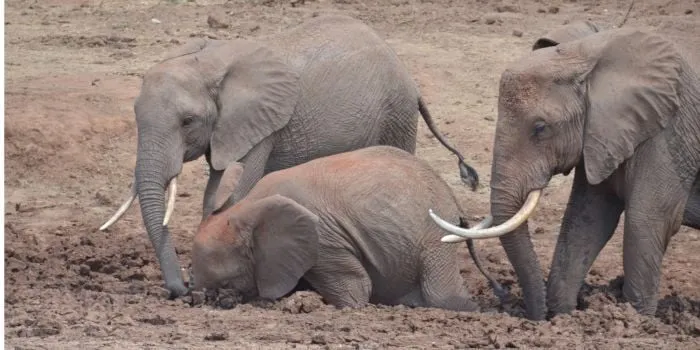 KWS Reveals Preliminary Findings on Death of 16 Amboseli Elephants